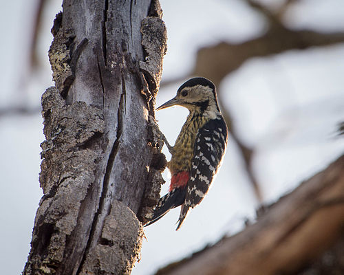 Stripe-breasted woodpecker